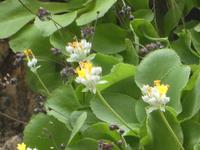 Italien, Wanderung Marina di Camerote zum Porto deigli Infreschi, Pallinuro Primel