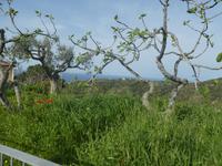 Italien, Cilento, Canniccio