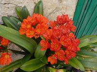 Italien, Cilento, Canniccio