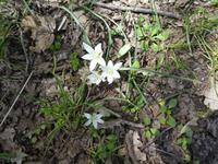 Italien, Cilento, Caloreschlucht , Milchstern