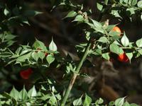 Italien, Cilento, Caloreschlucht, Mäusedorn
