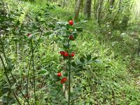Italien, Cilento, Caloreschlucht, Mäusedorn 