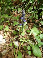Italien, Cilento, Caloreschlucht 