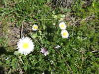 Italien, Cilento, Wanderung Monte Stella, Gänseblümchen