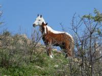 Italien, Cilento, Wanderung Monte Stella