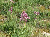 Italien, Cilento, Wanderung Monte Stella