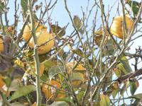 Zitronen auf Stromboli