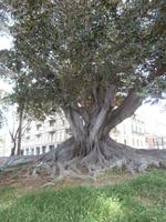 Reggio Calabria sehr alter Baum