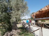 Locri Epizefyrii Antike Ausgrabungsstätte