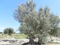 Locri Epizefyrii Antike Ausgrabungsstätte