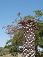 Locri Epizefyrii Antike Ausgrabungsstätte