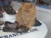 besondere Schaufensterdekoration