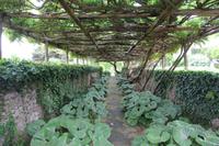 Pergola an der Via Tiberio