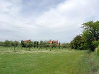 Olivenplantage auf Torcello