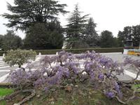 91_Rom_Vatik.Gärten_6