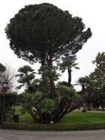 93_Rom_Vatik.Gärten_8