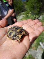 Wanderkreuzfahrt mit der Berlin - Wanderung bei Kotor