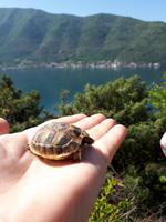 Wanderkreuzfahrt mit der Berlin - Wanderung bei Kotor