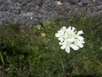 Wanderkreuzfahrt mit der Berlin - Wanderung bei Kotor