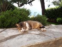 Wanderkreuzfahrt mit der Berlin - Perast bei Kotor