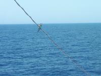 Wanderkreuzfahrt mit der Berlin - Brückenführung