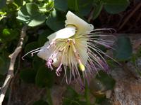 Wanderkreuzfahrt mit der Berlin - Wanderung zu den Dingli-Klippen auf Malta