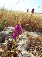 Wanderkreuzfahrt mit der Berlin - Wanderung zu den Dingli-Klippen auf Malta