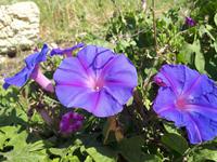 Wanderkreuzfahrt mit der Berlin - Wanderung zu den Dingli-Klippen auf Malta