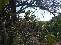 Wanderkreuzfahrt mit der Berlin - Wanderung zu den Dingli-Klippen auf Malta