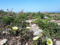 Wanderkreuzfahrt mit der Berlin - Wanderung zu den Dingli-Klippen auf Malta