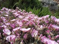 Wanderkreuzfahrt mit der Berlin - Wanderung zu den Dingli-Klippen auf Malta