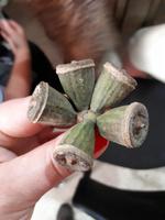 Wanderkreuzfahrt mit der Berlin - Wanderung zu den Dingli-Klippen auf Malta