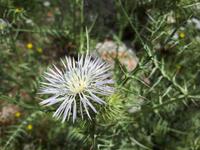 Wanderkreuzfahrt mit der Berlin - Wanderung in Palermo auf den Monte Pellegrino
