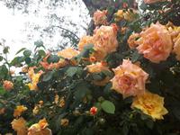 Wanderkreuzfahrt mit der Berlin - Zitrusfarm