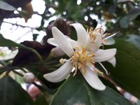 Wanderkreuzfahrt mit der Berlin - Zitrusblüte