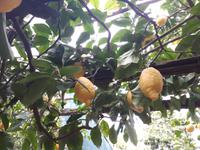 Wanderkreuzfahrt mit der Berlin - Zitronenbäume