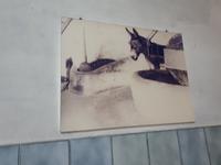 Wanderkreuzfahrt mit der Berlin - Olivenfarm