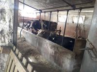 Wanderkreuzfahrt mit der Berlin - Olivenfarm