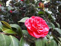 Wanderkreuzfahrt mit der Berlin - Kamelienblüte auf der Olivenfarm