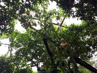 Wanderkreuzfahrt mit der Berlin - Olivenfarm mit Zitronenbäumen