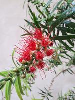 Wanderkreuzfahrt mit der Berlin - Bastia/Korsika