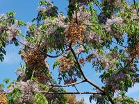 Italien, Argentario, Zedrachbaum