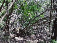 Italien, Elba, Wanderung San Martino, schwebende Raupe