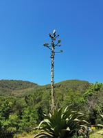 Italien, Elba, Wanderung San Martino