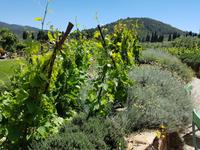 Italien, Elba, Azienda Agricola Montefabbrello
