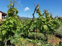 Italien, Elba, Azienda Agricola Montefabbrello