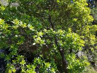 Italien, Elba, Erdbeerbaum