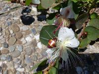 Italien, Pianosa, Kapern