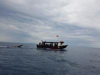 Italien, Elba, Porto Azzurro, Mövenküste