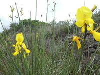 Italien, Argentario, Wanderung, Ginster